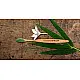 Ubtan ☘ Bamboo Tooth Brush ☘ 17 { Pack of 2 }